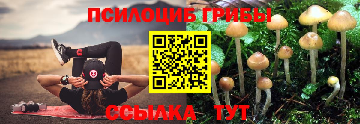 Псилоцибиновые грибы Psilocybe Лесной